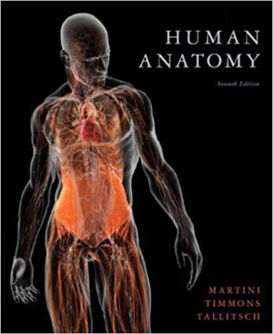 human anatomy 7th edition martini test bank